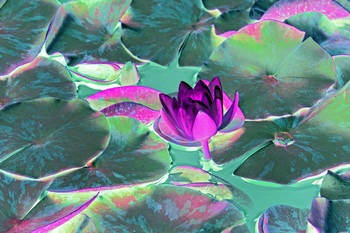 F 029D